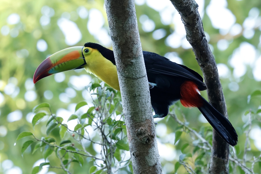 Northern Keel-billed Toucan