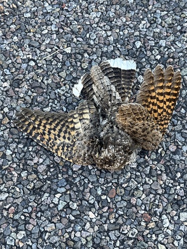Common Poorwill observed by miguel1958