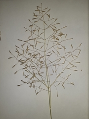 Eragrostis chloromelas