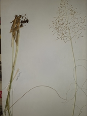 Eragrostis chloromelas