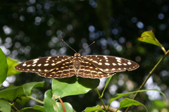Lexias pardalis jadeitina