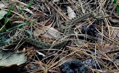 Crotalus triseriatus