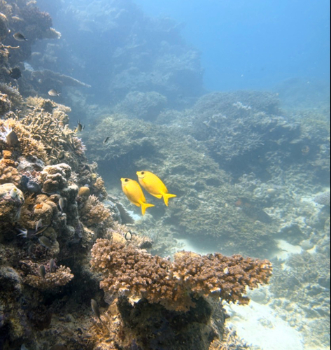 Siganus corallinus