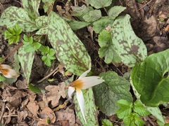 Erythronium caucasicum, photograph (c) Владимир Дворкин, some rights reserved (CC BY)