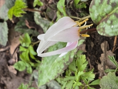 Erythronium caucasicum, photograph (c) Владимир Дворкин, some rights reserved (CC BY)
