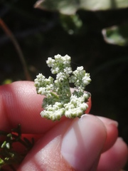 Dasispermum perennans