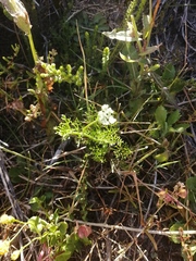Dasispermum perennans