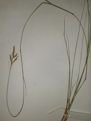 Triraphis andropogonoides