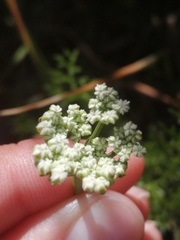 Dasispermum perennans