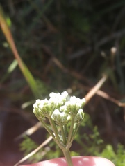 Dasispermum perennans