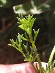 Dasispermum perennans