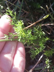 Dasispermum perennans
