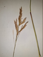 Triraphis andropogonoides