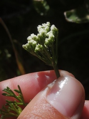 Dasispermum perennans