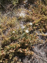 Dasispermum perennans