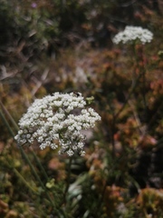 Dasispermum perennans