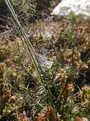 Dasispermum perennans