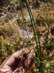 Dasispermum perennans