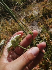 Dasispermum perennans