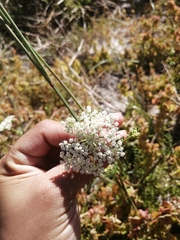 Dasispermum perennans