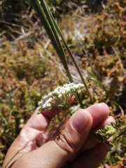 Dasispermum perennans