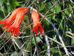 Cyrtanthus staadensis