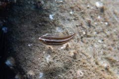 Chlorurus