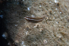 Chlorurus