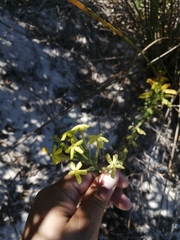 Lyperia lychnidea