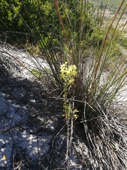 Lyperia lychnidea