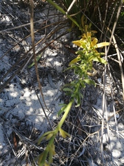 Lyperia lychnidea