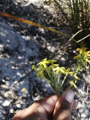 Lyperia lychnidea