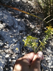 Lyperia lychnidea