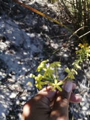 Lyperia lychnidea