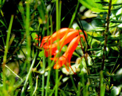 Cyrtanthus staadensis