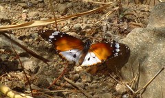 Danaus chrysippus alcippus