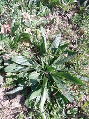 Plantago lanceolata