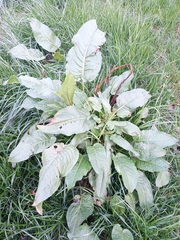 Rumex obtusifolius