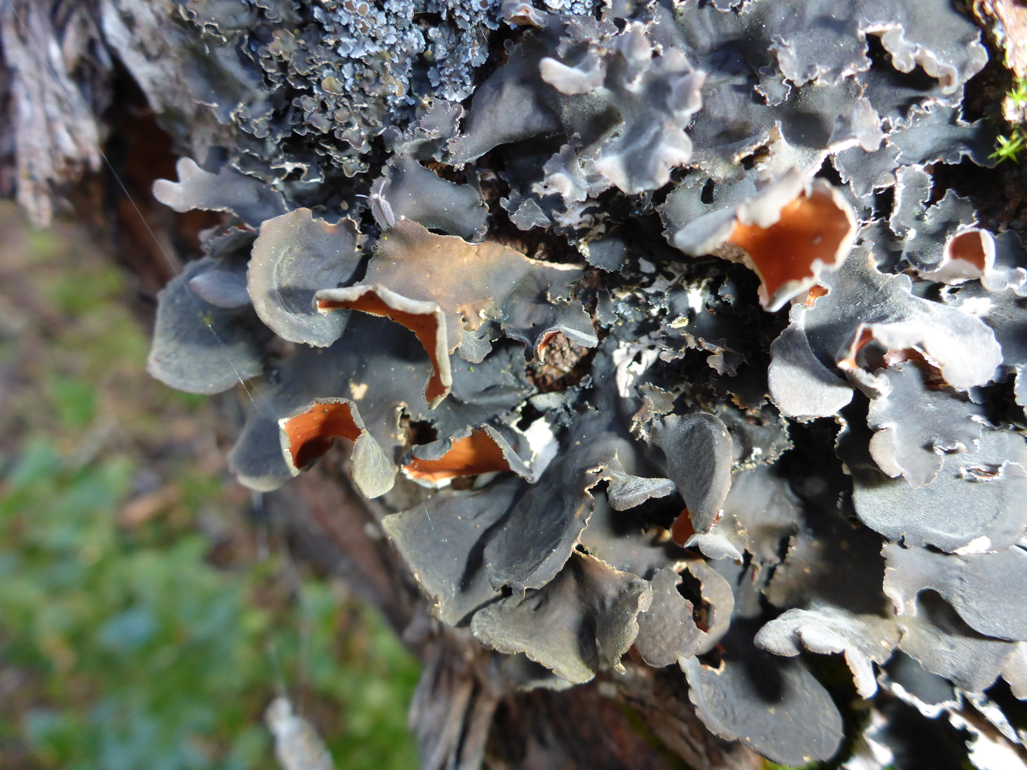 Nephroma resupinatum image