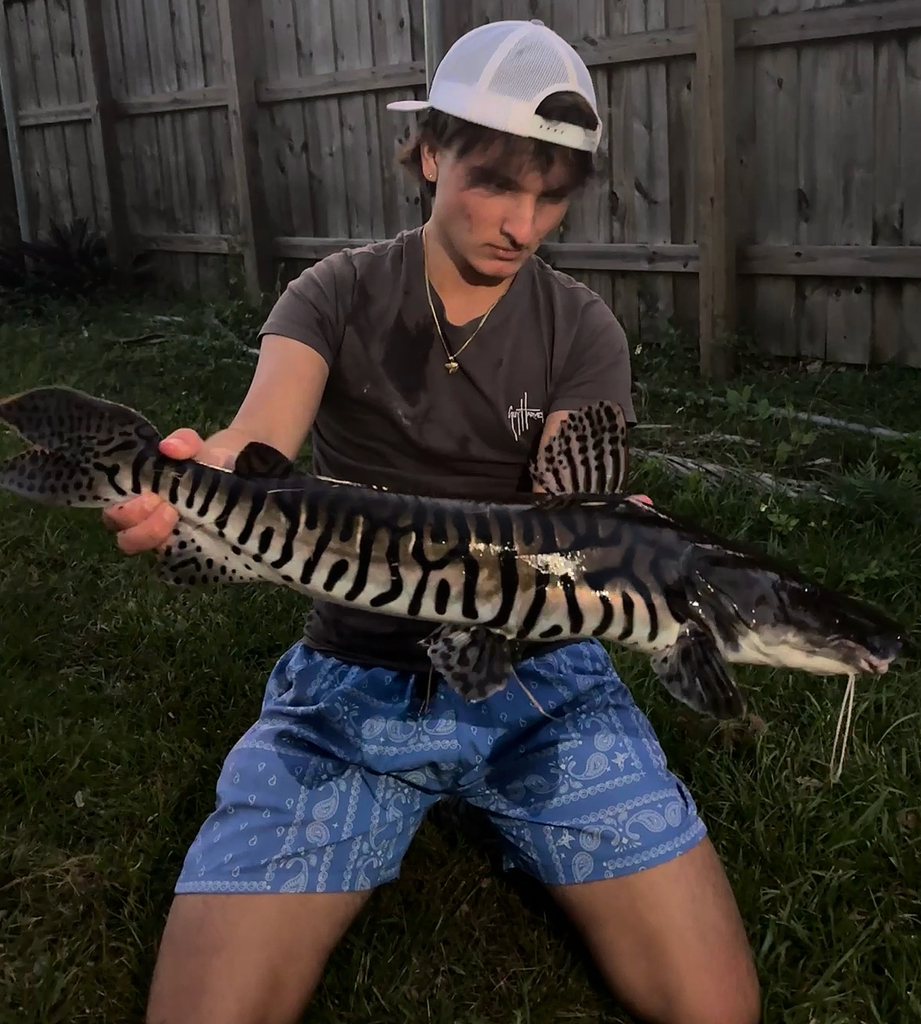 Catfish (Pseudoplatystoma tigrinum) — Pimelodidae