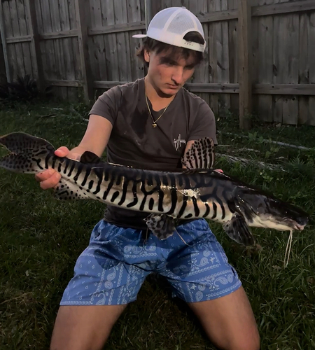 Catfish (Pseudoplatystoma tigrinum) — Pimelodidae