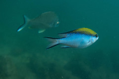 Chromis nitida