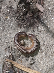 Acanthoiulus fuscipes