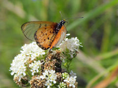 Acraea neobule neobule