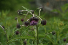 Cirsium kamtschaticum