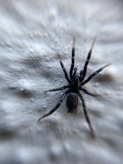 Trachyzelotes pedestris