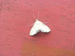 Eoophyla conjunctalis