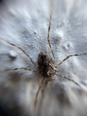 Platybunus pinetorum