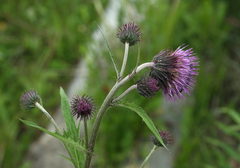 Cirsium kamtschaticum