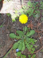 Leontodon saxatilis saxatilis